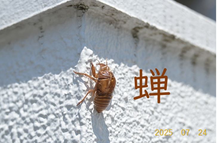 【東洋ブログ 大希のつぶやき】セミ撮り