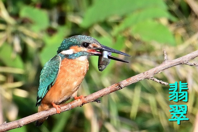 【東洋ブログ 大希のつぶやき】１年生ようやく鍼はじまりました