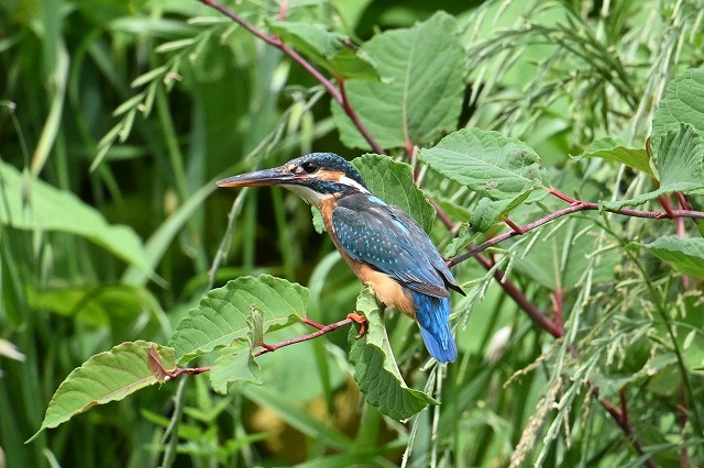 【東洋ブログ 大希のつぶやき】今日の高橋