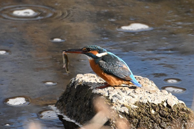 【東洋ブログ 大希のつぶやき】1月の成績