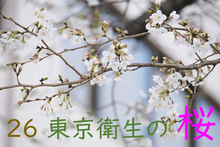 【東洋ブログ 大希のつぶやき】　　　　🌸今年の開花状況